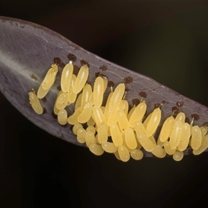 Paropsisterna cloelia at Bruce, ACT - 30 Oct 2024 10:01 AM