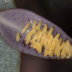 Paropsisterna cloelia at Bruce, ACT - 30 Oct 2024 10:01 AM