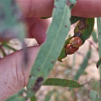 Paropsis obsoleta (Leaf beetle) at Bungendore, NSW - 31 Oct 2024 by clarehoneydove