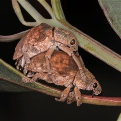 Gonipterus scutellatus (Eucalyptus snout beetle, gum tree weevil) at Bruce, ACT - 30 Oct 2024 by kasiaaus