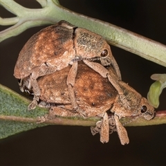 Gonipterus scutellatus at Bruce, ACT - 30 Oct 2024