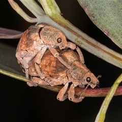 Gonipterus scutellatus at Bruce, ACT - 30 Oct 2024