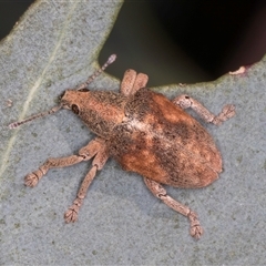 Gonipterus scutellatus at Bruce, ACT - 30 Oct 2024