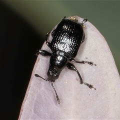 Euops sp. (genus) (A leaf-rolling weevil) at Bruce, ACT - 29 Oct 2024 by kasiaaus