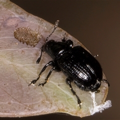 Euops sp. (genus) at Bruce, ACT - 30 Oct 2024