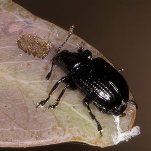 Euops sp. (genus) at Bruce, ACT - 30 Oct 2024 10:08 AM