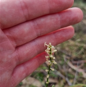 Stackhousia monogyna at Warri, NSW - 27 Oct 2024