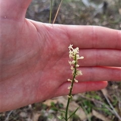 Stackhousia monogyna at Warri, NSW - 27 Oct 2024