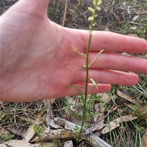 Stackhousia monogyna at Warri, NSW - 27 Oct 2024