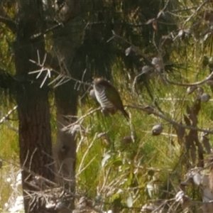 Chalcites lucidus at Freshwater Creek, VIC - 1 Sep 2020 12:20 PM