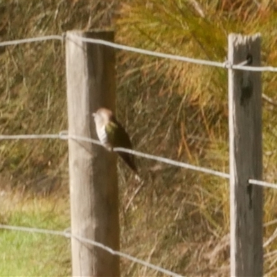 Chrysococcyx basalis (Horsfield's Bronze-Cuckoo) at Freshwater Creek, VIC - 1 Sep 2020 by WendyEM