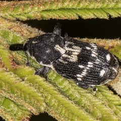 Neolaemosaccus longimanus (A weevil) at Bruce, ACT - 29 Oct 2024 by kasiaaus