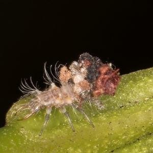 Chrysopidae (family) at Bruce, ACT - 30 Oct 2024 10:27 AM