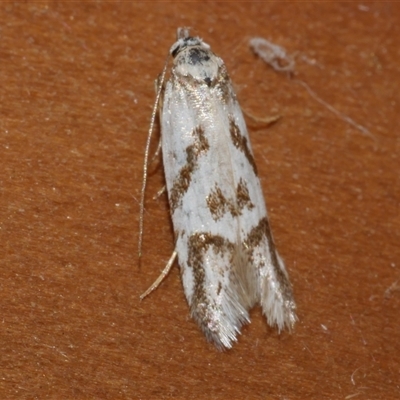 Oxythecta acceptella (Scat Moth) at Freshwater Creek, VIC - 19 Sep 2020 by WendyEM