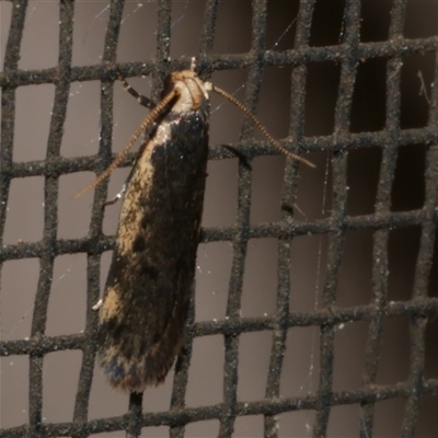 Hoplostega ochroma (a Eulechria Group moth) at Freshwater Creek, VIC - 19 Sep 2020 by WendyEM