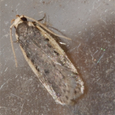 Hoplostega ochroma (a Eulechria Group moth) at Freshwater Creek, VIC - 19 Sep 2020 by WendyEM