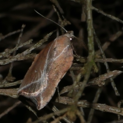 Arachnographa micrastrella (A concealer moth) at Freshwater Creek, VIC - 19 Sep 2020 by WendyEM