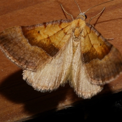 Anachloris subochraria (Golden Grass Carpet) at Freshwater Creek, VIC - 19 Sep 2020 by WendyEM