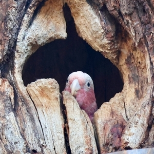 Eolophus roseicapilla at Hughes, ACT - 30 Oct 2024