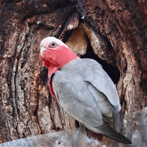 Eolophus roseicapilla at Hughes, ACT - 30 Oct 2024