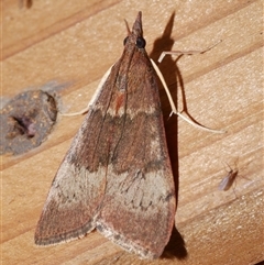 Uresiphita ornithopteralis (Tree Lucerne Moth) at Freshwater Creek, VIC - 19 Sep 2020 by WendyEM