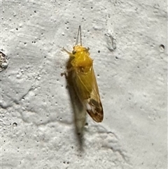 Psyllidae sp. (family) (Unidentified psyllid or lerp insect) at Ainslie, ACT - 30 Oct 2024 by Pirom