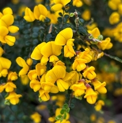 Bossiaea foliosa (Leafy Bossiaea) at Woolgarlo, NSW - 14 Oct 2024 by SustainableSeg