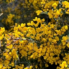 Bossiaea foliosa at Woolgarlo, NSW - suppressed