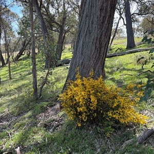 Bossiaea foliosa at Woolgarlo, NSW - suppressed