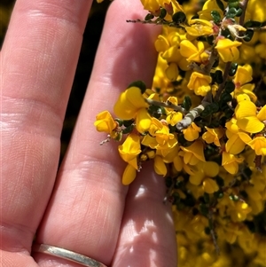 Bossiaea foliosa at Woolgarlo, NSW - suppressed