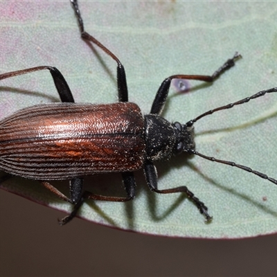 Homotrysis cisteloides (Darkling beetle) at Jerrabomberra, NSW - 31 Oct 2024 by DianneClarke