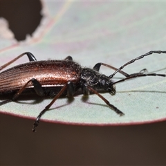 Homotrysis cisteloides at Jerrabomberra, NSW - 31 Oct 2024 11:28 AM