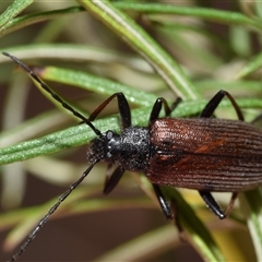 Homotrysis cisteloides at Jerrabomberra, NSW - 31 Oct 2024 11:28 AM