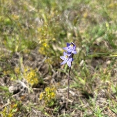 Thelymitra sp. (pauciflora complex) (Sun Orchid) at Woolgarlo, NSW - 28 Oct 2024 by SustainableSeg