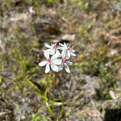 Burchardia umbellata (Milkmaids) at Woolgarlo, NSW - 28 Oct 2024 by SustainableSeg