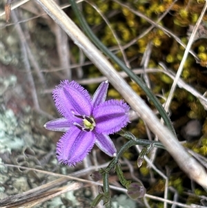 Thysanotus patersonii at Woolgarlo, NSW - 14 Oct 2024