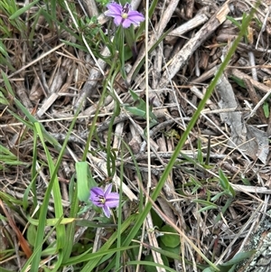 Thysanotus patersonii at Woolgarlo, NSW - 14 Oct 2024