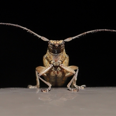 Temnosternus planiusculus (Longhorn beetle) at Acton, ACT - 31 Oct 2024 by TimL