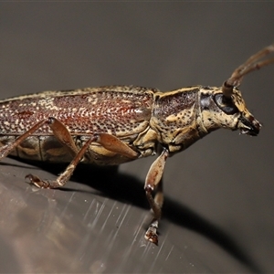 Temnosternus planiusculus at Acton, ACT - 31 Oct 2024