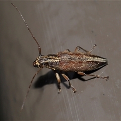 Temnosternus planiusculus at Acton, ACT - 31 Oct 2024