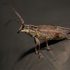 Temnosternus planiusculus at Acton, ACT - 31 Oct 2024