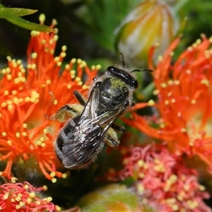 Lasioglossum (Chilalictus) sp. (genus & subgenus) at Acton, ACT - 31 Oct 2024 11:12 AM