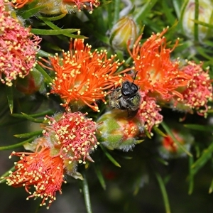 Lasioglossum (Chilalictus) sp. (genus & subgenus) at Acton, ACT - 31 Oct 2024 11:12 AM