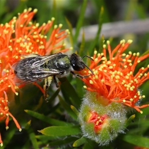 Lasioglossum (Chilalictus) sp. (genus & subgenus) at Acton, ACT - 31 Oct 2024 11:12 AM