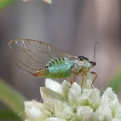 Psyllidae sp. (family) (Unidentified psyllid or lerp insect) at Uriarra Village, ACT - 27 Oct 2024 by HarveyPerkins