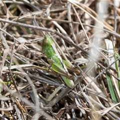 Praxibulus sp. (genus) (A grasshopper) at Bredbo, NSW - 29 Oct 2024 by AlisonMilton