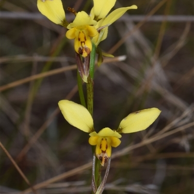 Diuris sulphurea (Tiger Orchid) at Jerrabomberra, NSW - 31 Oct 2024 by DianneClarke