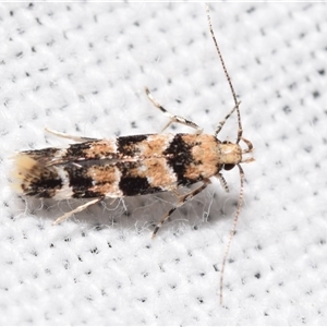 Limnaecia leptomeris at Jerrabomberra, NSW - 31 Oct 2024