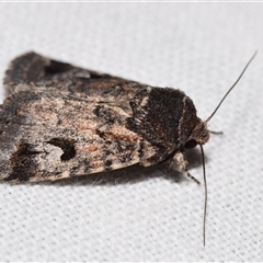 Thoracolopha (genus) at Jerrabomberra, NSW - 31 Oct 2024