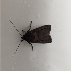 Agrotis infusa (Bogong Moth, Common Cutworm) at Greenleigh, NSW - 1 Nov 2024 by LyndalT